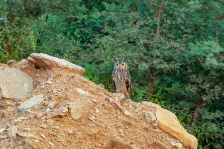 Foto de Bubo bengalensis, también llamado búho águila de roca o búho águila de Bengala, un gran búho con cuernos observado en Hampi en Karnataka, India. - Imagen libre de derechos