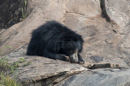 Foto de Sloth bear or Melursus ursinus feeding at the Slot Bear sanctuary near Hampi in Karnataka, India - Imagen libre de derechos