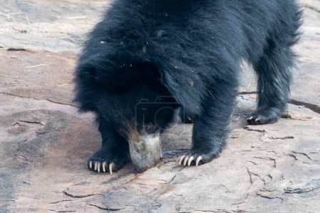 Foto de Sloth bear or Melursus ursinus feeding at the Slot Bear sanctuary near Hampi in Karnataka, India - Imagen libre de derechos