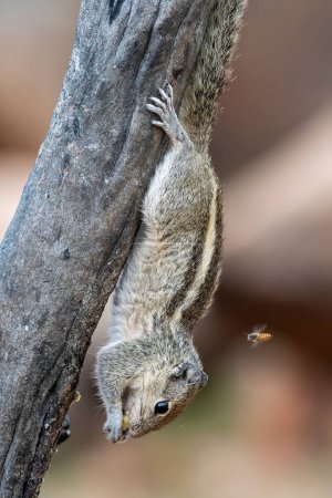 Photo for Indian palm squirrel or three-striped palm squirrel (Funambulus palmarum) observed in Hampi in Karnataka, India - Royalty Free Image