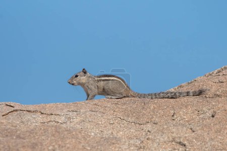 Photo for Indian palm squirrel or three-striped palm squirrel (Funambulus palmarum) observed in Hampi in Karnataka, India - Royalty Free Image