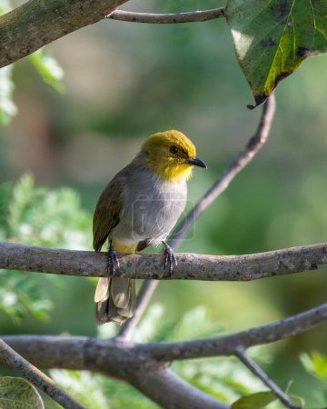 Yellow-throated bulbul (Pycnonotus xantholaemus) an endemic specie of southern India, observed in Hampi in Karnataka