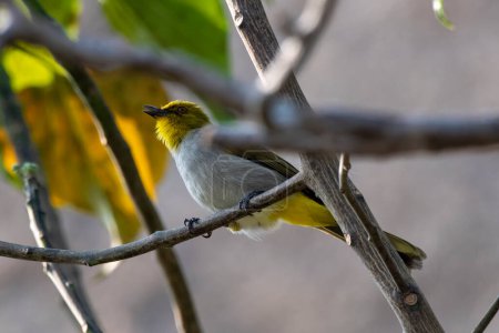 Téléchargez les photos : Yellow-throated bulbul (Pycnonotus xantholaemus) an endemic specie of southern India, observed in Hampi in Karnataka - en image libre de droit