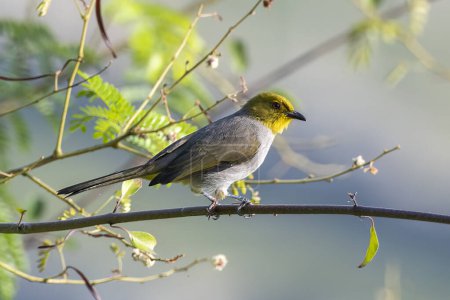 Foto de Yellow-throated bulbul (Pycnonotus xantholaemus) an endemic specie of southern India, observed in Hampi in Karnataka - Imagen libre de derechos
