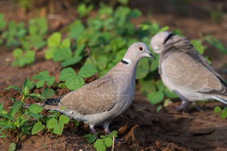 Photo for A pair of Eurasian Collared Doves photographed at Shokaliya, Rajasthan, India - Royalty Free Image