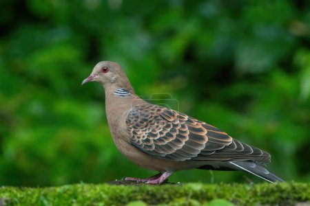 Photo for Closeup of Oriental Turtle Dove on the ground at Darjeeling in West Bengal, India - Royalty Free Image