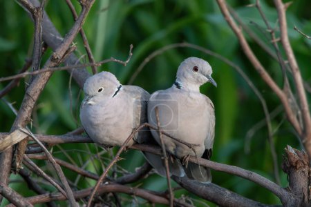 Photo for A pair of Eurasian Collared Doves photographed at Shokaliya, Rajasthan, India - Royalty Free Image