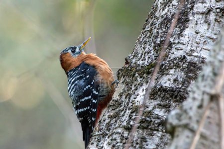 Téléchargez les photos : Rufous-bellied woodpecker, photographed in Chopta in Uttarakhand, India - en image libre de droit