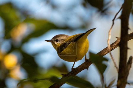 Photo for Grey-hooded warbler photographed in Sattal, Uttarakhand, India - Royalty Free Image