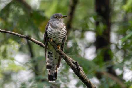 Indian Cuckoo perched on a branch at Mahananda Wildlife Sanctuary in West Bengal, India
