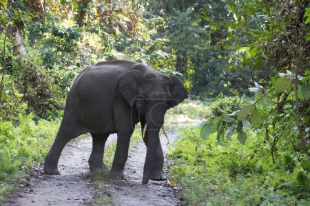 Photo for Wild Elephant crossing the road - Royalty Free Image