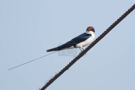 Foto de Wire-tailed Swallow perched on a wire in Rajasthan, India - Imagen libre de derechos