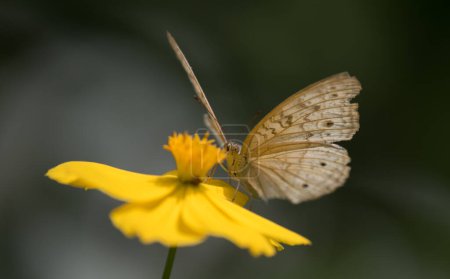 Téléchargez les photos : Papillon Pansy gris sur fleur jaune - en image libre de droit