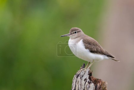 Photo for Common Sandpiper in nature - Royalty Free Image