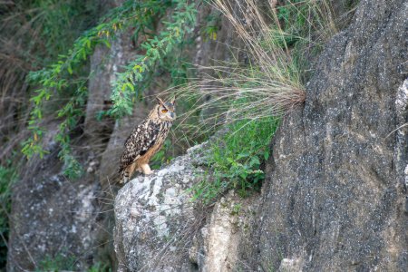 Photo for Indian Eagle-owl in a ravine in Shokaliya, Rajasthan, India - Royalty Free Image