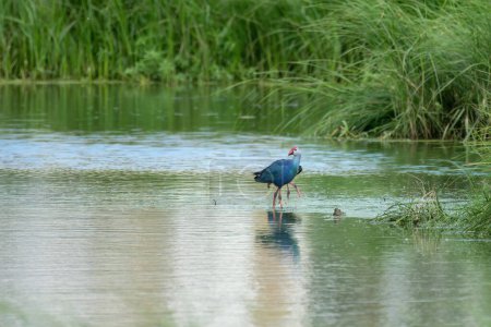 Photo for Grey-headed swamphen (Porphyrio poliocephalus) spotted at the wetlands near Virar in Maharashtra, India - Royalty Free Image