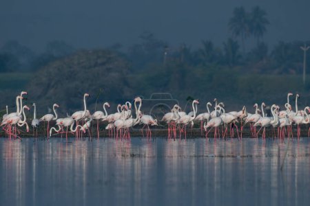 Photo for A flock of greater flamingos (Phoenicopterus roseus) seen in the wetlands near Airoli in New Bombay in Maharashtra, India - Royalty Free Image