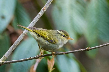 Photo for Blyth's leaf warbler (Phylloscopus reguloides) observed in Mishmi Hills in Arunachal Pradesh in India - Royalty Free Image
