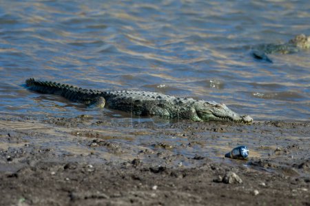 Téléchargez les photos : A mugger crocodile (Crocodylus palustris) is a medium-sized broad-snouted crocodile, also known as mugger and marsh crocodile, spotted in the waters of Jawai dam near Bera in Rajasthan, India - en image libre de droit
