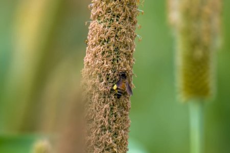 Photo for Apis dorsata, the giant honey bee laying eggs on a pearl millet corn at Parinche village near Saswad in Maharashtra, India - Royalty Free Image