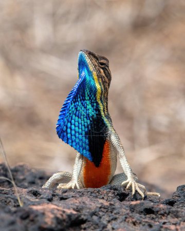Sarada superba, the superb large fan-throated lizard, is a species of agamid lizard gives a superb display of dewlap in order to attract the female during the mating season