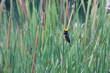 Foto de Black-breasted weaver, also known as the Bengal weaver or black-throated weaver (Ploceus benghalensis) observed in the wetlands near Virar in Maharashtra, India - Imagen libre de derechos