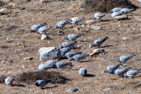Foto de Flock of Hill Pigeons (Columba rupestris) fotografiado cerca de Lachen en el norte de Sikkim, India - Imagen libre de derechos