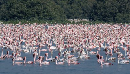 Foto de A huge flock of greater flamingos (Phoenicopterus roseus) seen in the wetlands near Airoli in New Bombay in Maharashtra, India - Imagen libre de derechos