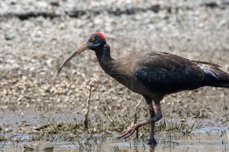 Photo for Red-naped ibis (Pseudibis papillosa) also known as the Indian black ibis or black ibis spotted at Bhigwan in Maharashtra, India - Royalty Free Image