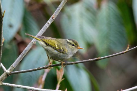 Photo for Blyth's leaf warbler (Phylloscopus reguloides) observed in Mishmi Hills in Arunachal Pradesh in India - Royalty Free Image