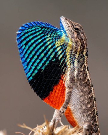 Foto de Fan-throated lizard, a species of agamid lizard gives a superb display of its fan in order to attract the female during the mating season - Imagen libre de derechos