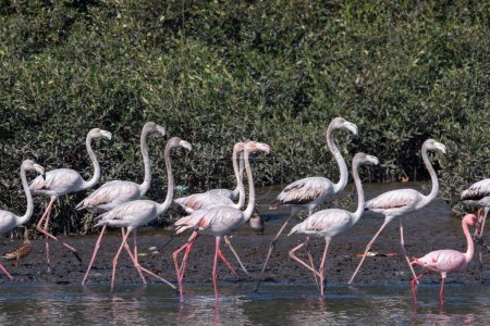 Photo for A huge flock of greater flamingos (Phoenicopterus roseus) seen in the wetlands near Airoli in New Bombay in Maharashtra, India - Royalty Free Image