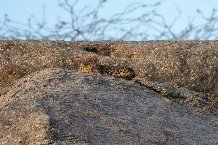 Photo for A leopard seen on top of a granite hills of Jawai near Bera in Rajasthan, India - Royalty Free Image