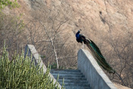 Indischer Pfauenauge (Pavo cristatus), auch bekannt als Gemeiner Pfauenauge, und Blauer Pfauenauge, beobachtet auf den Tempelstufen in Bera in Rajasthan, Indien