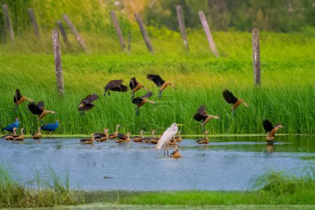 Foto de Avian biodiversity observed in the wetlands near Virar in Maharashtra, India - Imagen libre de derechos