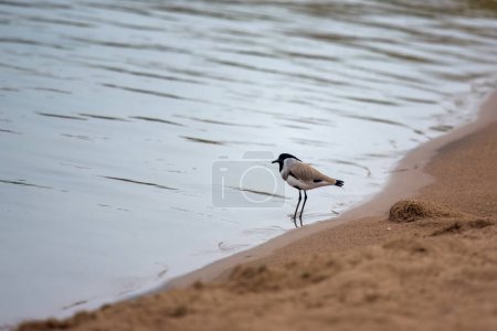 Photo for River lapwing (Vanellus duvaucelii) observed on the banks of Chambal river near Bharatpur in Rajasthan, India - Royalty Free Image