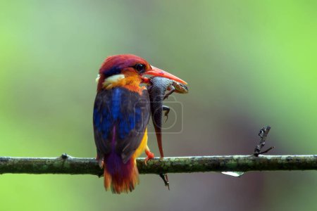 Téléchargez les photos : Oriental dwarf kingfisher (Ceyx erithaca) or three-toed kingfisher with skink kill seen at Chiplun in Maharashtra, India - en image libre de droit