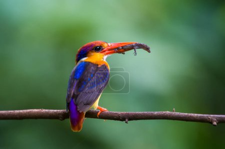 Téléchargez les photos : Oriental dwarf kingfisher (Ceyx erithaca) or three-toed kingfisher with lizard kill seen at Chiplun in Maharashtra, India - en image libre de droit