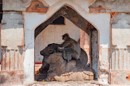 Photo for Monkeys in the Virupaksha Temple complex in Hampi, Karnataka, India. Hampi, the capital of Vijayanagar Empire, is a UNESCO World Heritage site. - Royalty Free Image