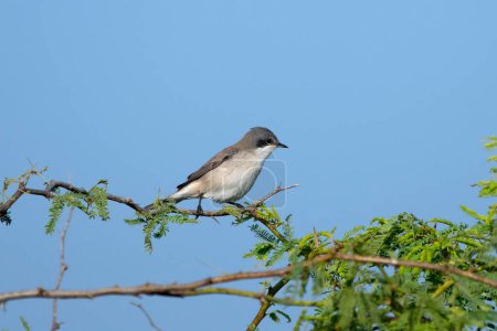 Lesser whitethroat or Curruca curruca observed in Greater Rann of Kutch in Gujarat, India