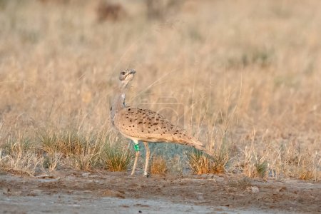 Photo for MacQueen's bustard or Chlamydotis macqueenii a winter migrant to Greater Rann of Kutch in Gujarat, India. - Royalty Free Image