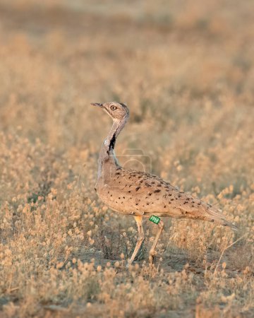 Photo for MacQueen's bustard or Chlamydotis macqueenii a winter migrant to Greater Rann of Kutch in Gujarat, India. - Royalty Free Image