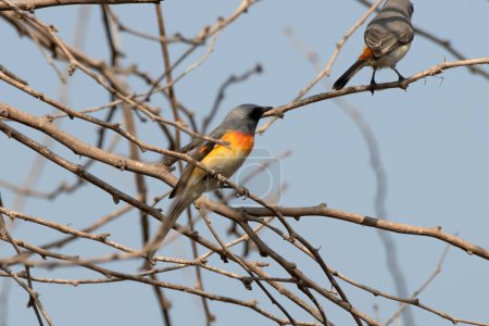 Photo for Small minivet (Pericrocotus cinnamomeus) observed in Greater Rann of Kutch in Gujarat, India - Royalty Free Image