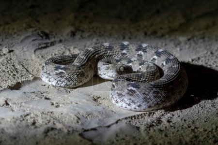 Téléchargez les photos : Echis carinatus, vipère indienne à échelle de scie, petite vipère indienne ou vipère à échelle de scie, un serpent venimeux, observé dans le Grand Rann de Kutch - en image libre de droit