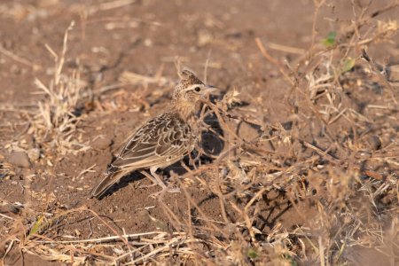Photo for Sykes's lark (Galerida deva) observed in Greater Rann of Kutch in Gujarat, India - Royalty Free Image