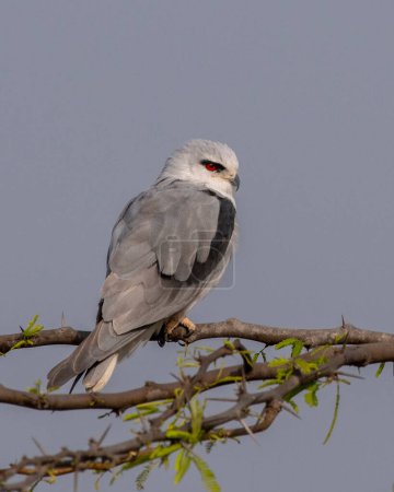 Photo for Black-winged kite (Elanus caeruleus), also known as the black-shouldered kite, observed near Nalsarovar in Gujarat, India - Royalty Free Image