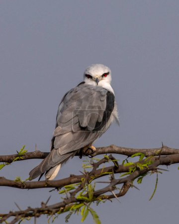 Photo for Black-winged kite (Elanus caeruleus), also known as the black-shouldered kite, observed near Nalsarovar in Gujarat, India - Royalty Free Image