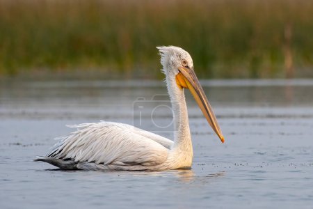 Photo for Dalmatian pelican (Pelecanus crispus), the largest member of the pelican family, observed in Nalsarovar in Gujarat, India - Royalty Free Image
