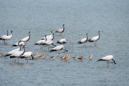 Demoiselle crane (Grus virgo) and black tailed godwits observed near Nalsarovar in Gujarat, India