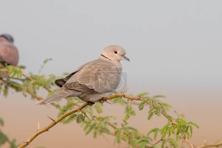 Photo for Eurasian collared dove (Streptopelia decaocto) observed near Nalsarovar in Gujarat, India - Royalty Free Image